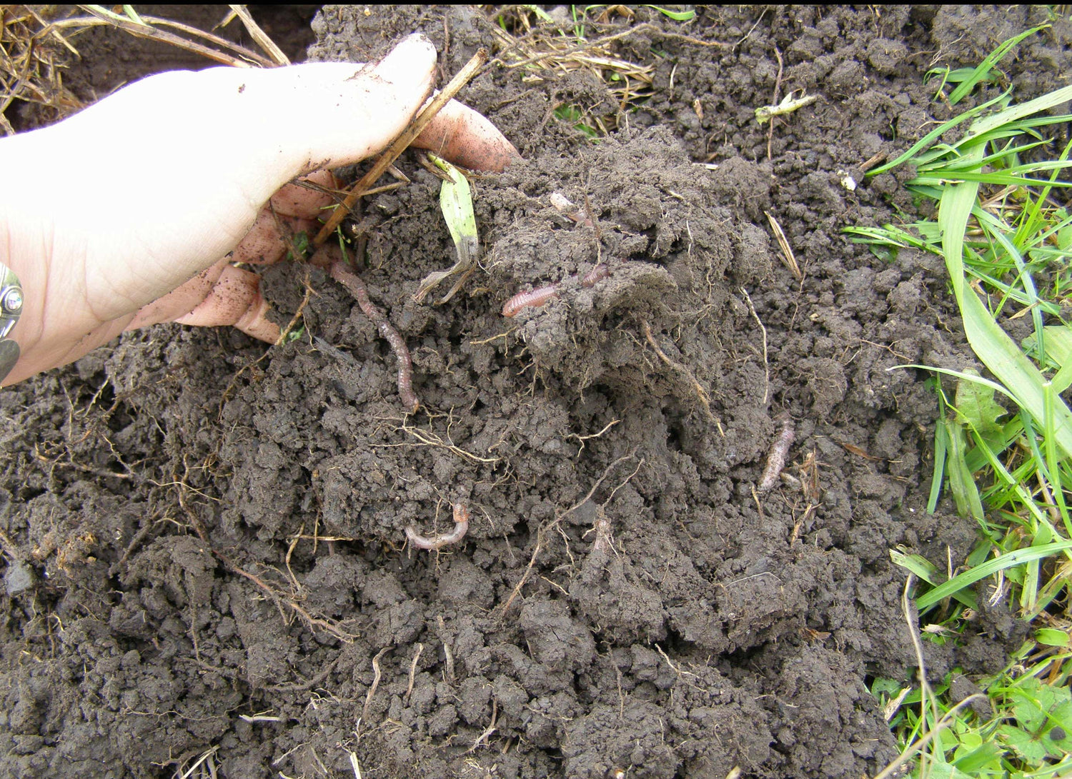 Soil and worms