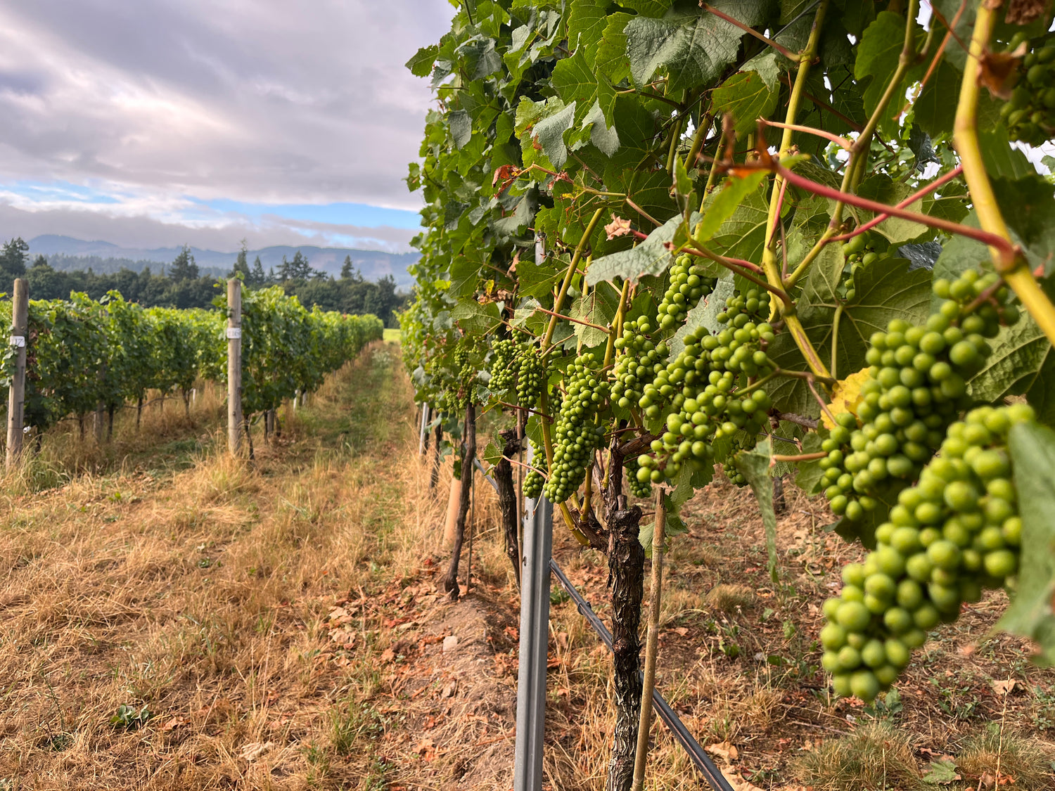 Unsworth winery green grapes
