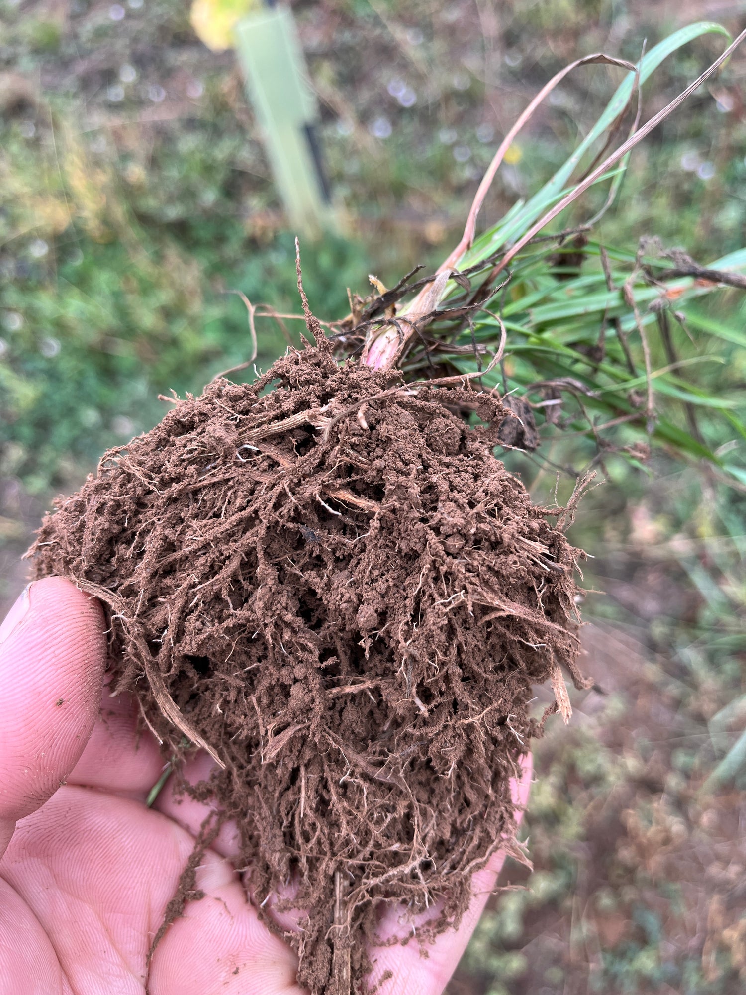 Unsworth soil and roots