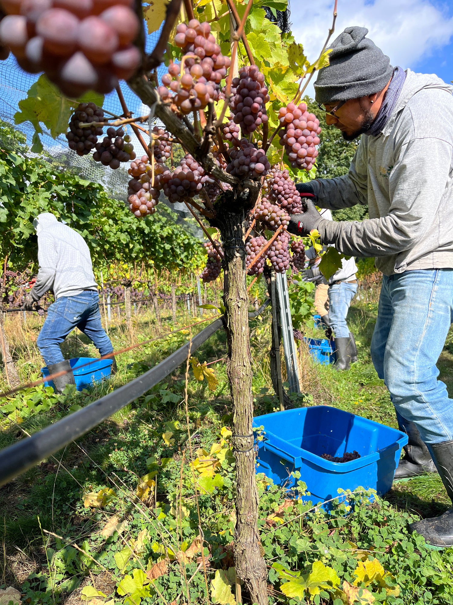 Unsworth winery harvest