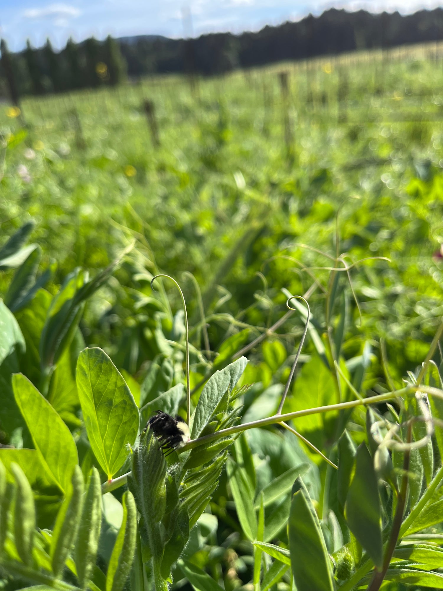 Unsworth winery growth