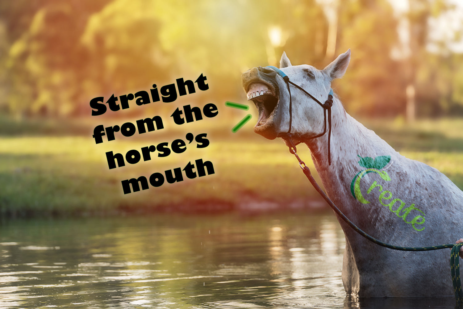 CREATE horse webinar call