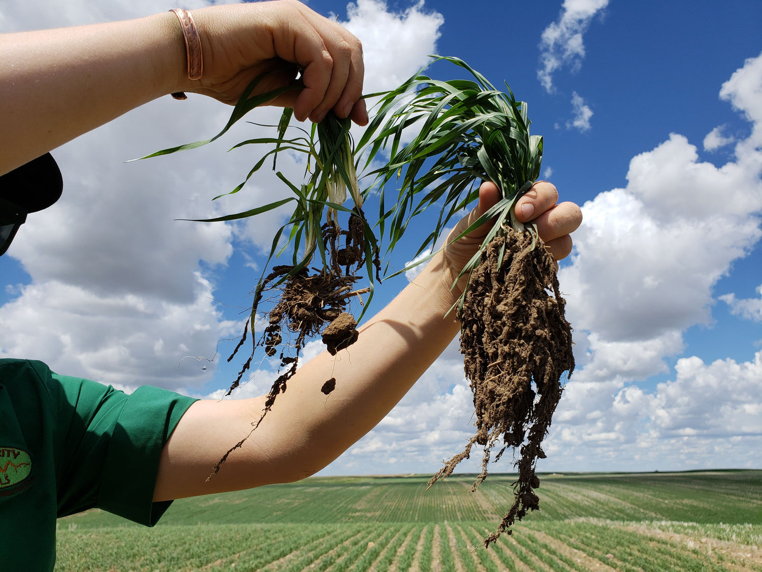 kate kamut wheat roots