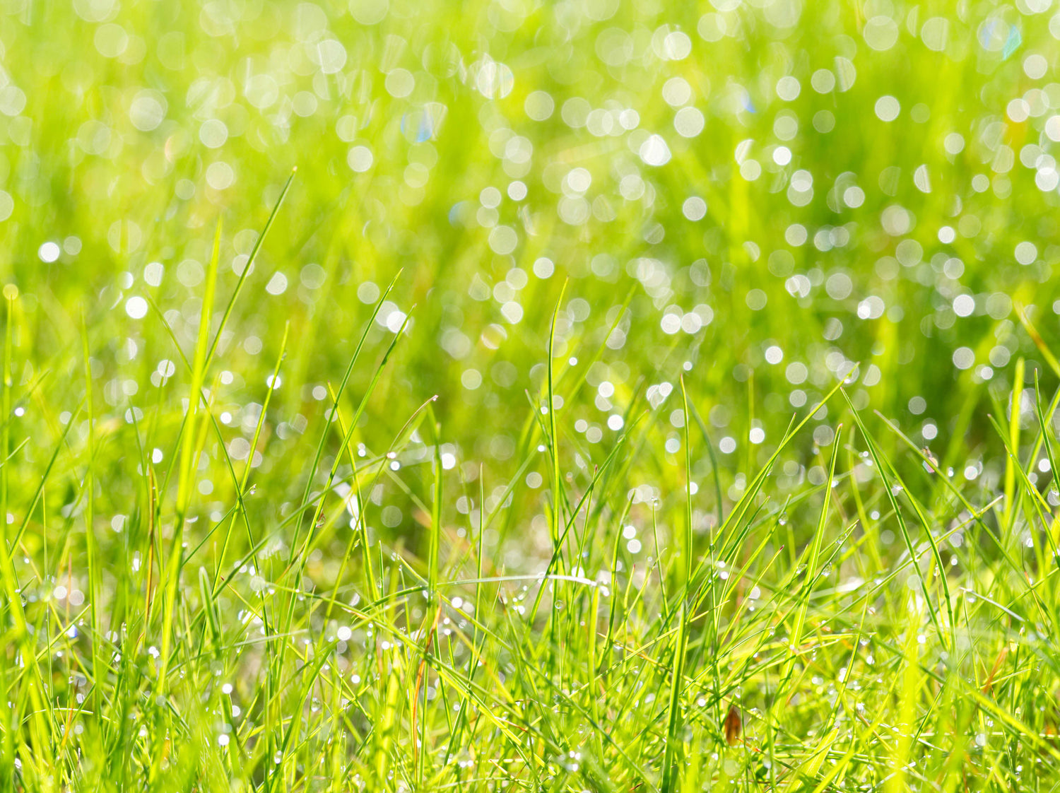 grass background