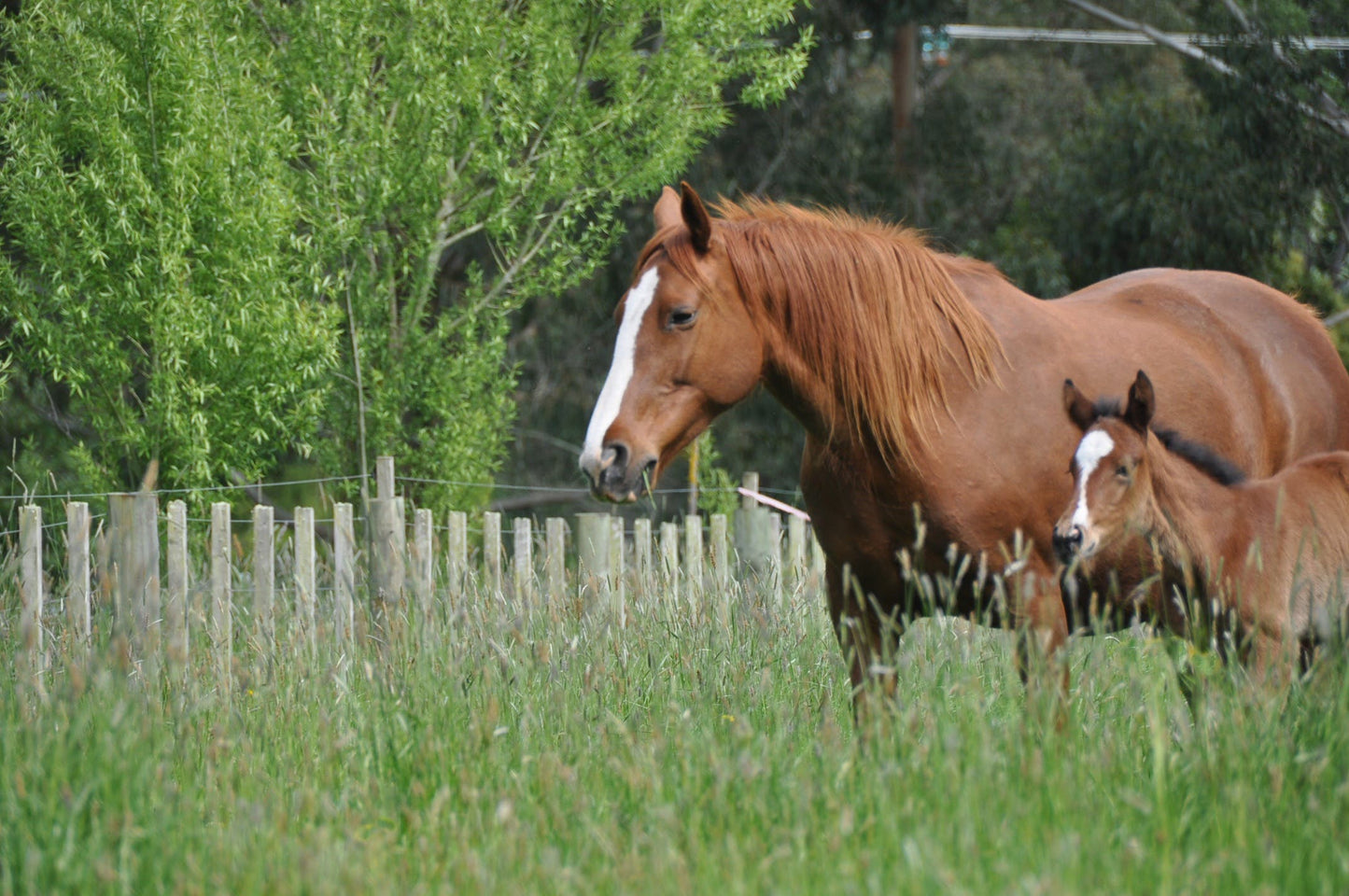 Horse with Foal