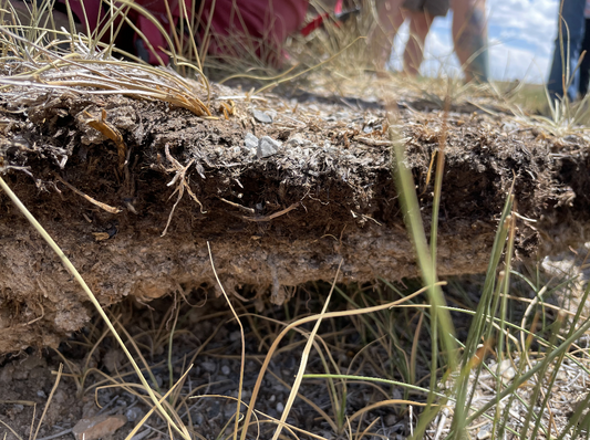 How soils are impacted and steps to rebuilding soil health