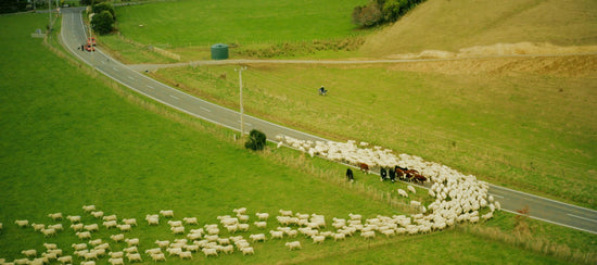 Grazing mixed herd from drone New Zealand