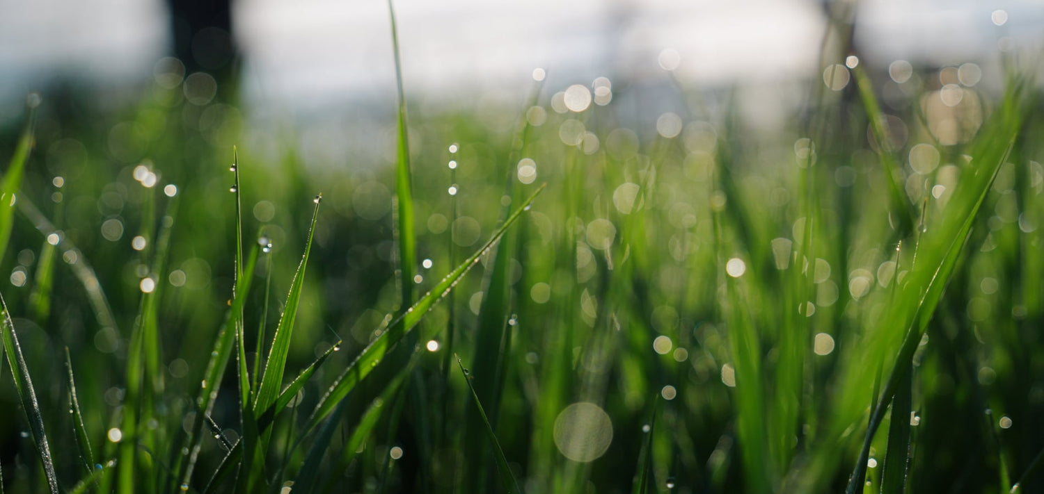 Grazing weeds with water droplets dew