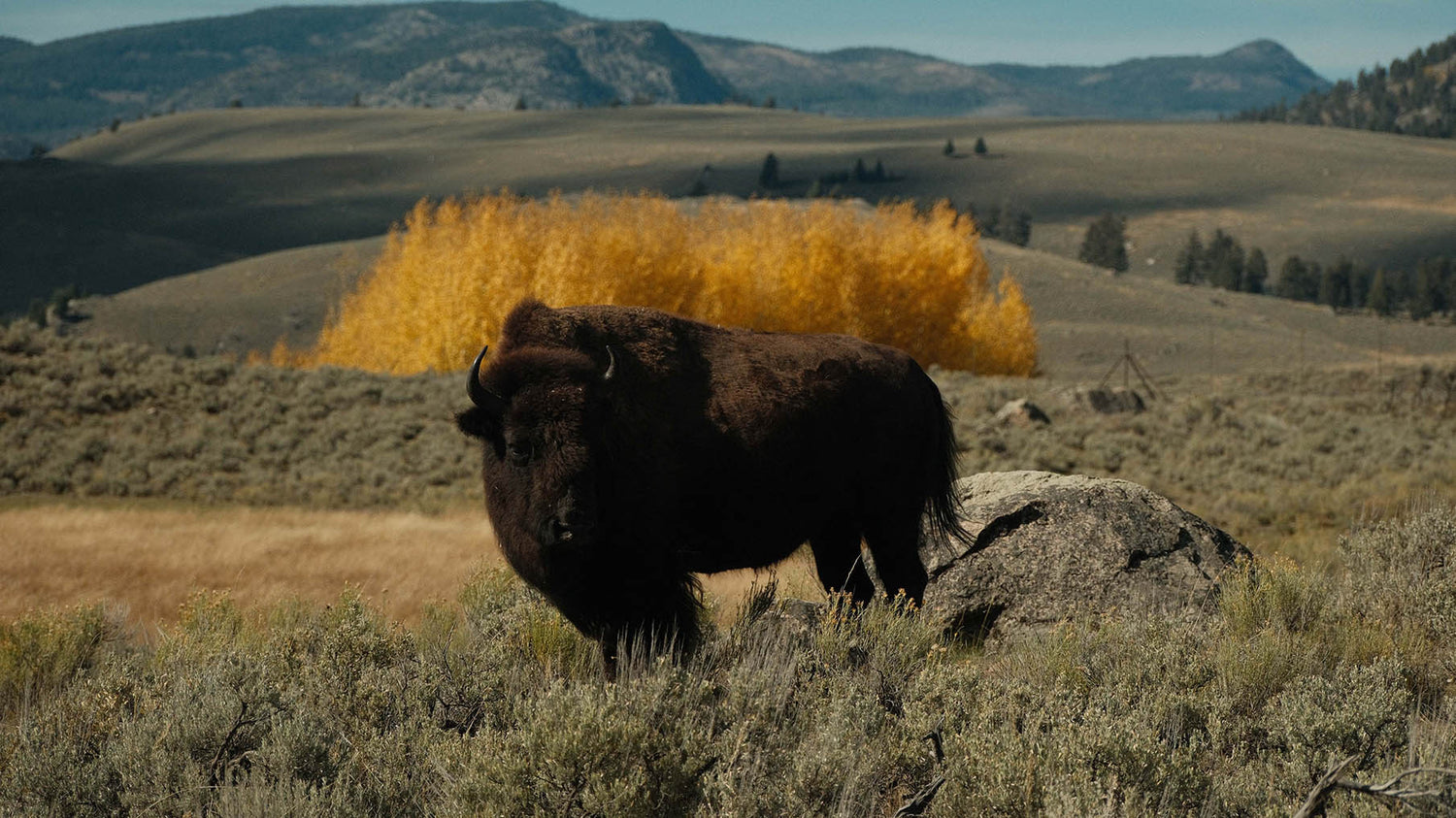 Bison in Yellowstone Park Montana