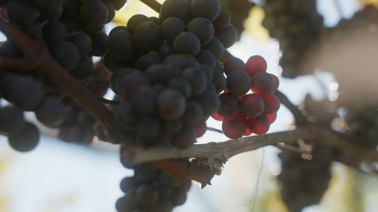 felix egerer unsworth winery