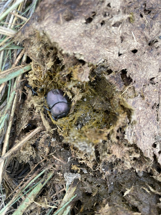 Dung Beetle in manure