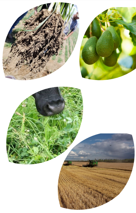 leaves cut out soil fruit farm crop