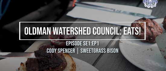 Cody Sweetgrass Bison