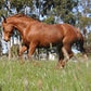 Integrity Soils Horse course