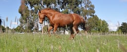 Integrity Soils Horse course